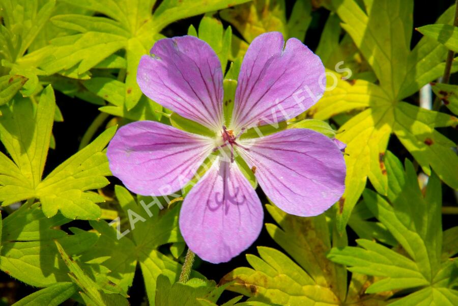 Kakost 'Blue Sunrise' - Geranium 'Blue Sunrise'
