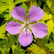 Kakost 'Blue Sunrise' - Geranium 'Blue Sunrise'