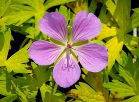 Kakost 'Blue Sunrise' - Geranium wallichianum 'Blue Sunrise'