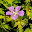 Kakost 'Blue Sunrise' - Geranium 'Blue Sunrise'