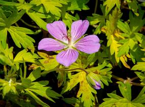 Kakost 'Blue Sunrise' - Geranium wallichianum 'Blue Sunrise'