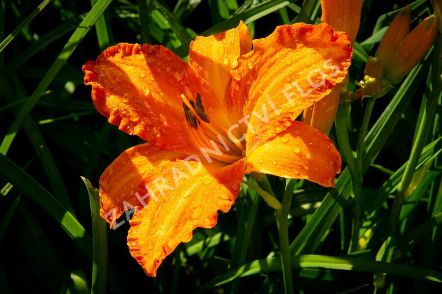 Denivka 'Primal Scream' - Hemerocallis 'Primal Scream'