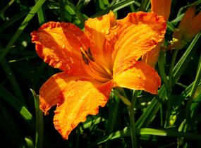 Denivka 'Primal Scream' - Hemerocallis 'Primal Scream'