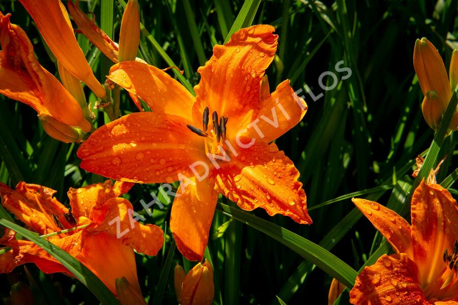Denivka 'Primal Scream' - Hemerocallis 'Primal Scream'