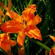 Denivka 'Primal Scream' - Hemerocallis 'Primal Scream'