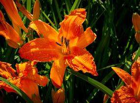 Denivka 'Primal Scream' - Hemerocallis 'Primal Scream'