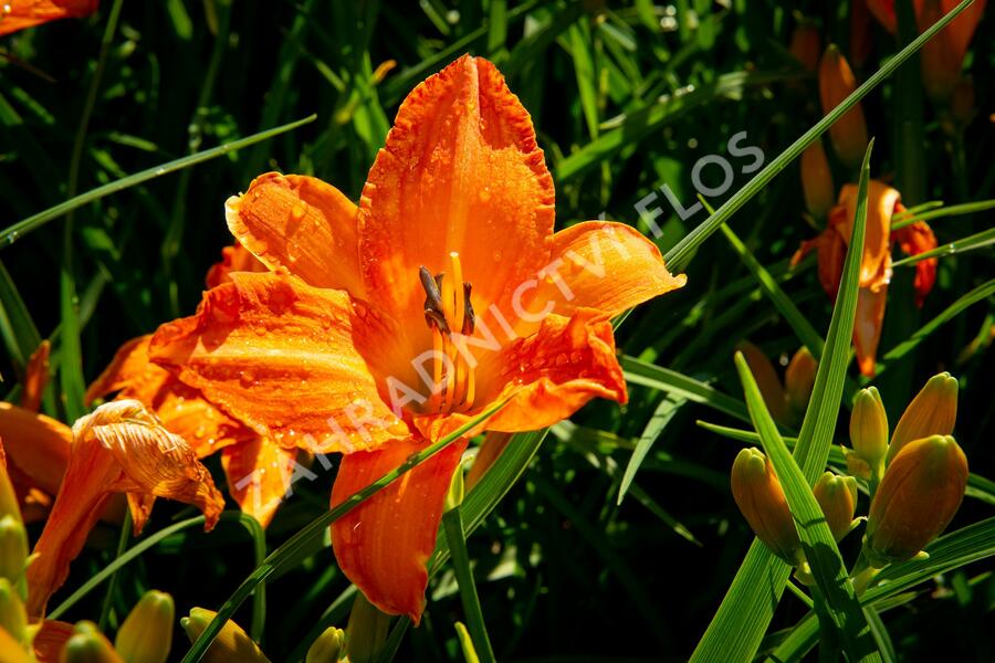 Denivka 'Primal Scream' - Hemerocallis 'Primal Scream'