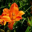 Denivka 'Primal Scream' - Hemerocallis 'Primal Scream'