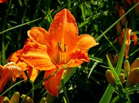 Denivka 'Primal Scream' - Hemerocallis 'Primal Scream'