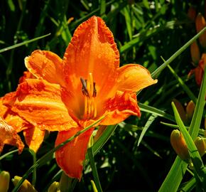 Denivka 'Primal Scream' - Hemerocallis 'Primal Scream'