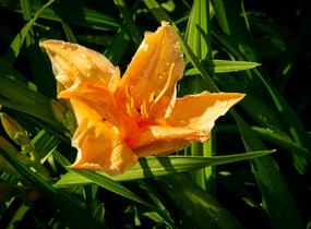 Denivka 'Bali Hai' - Hemerocallis 'Bali Hai'