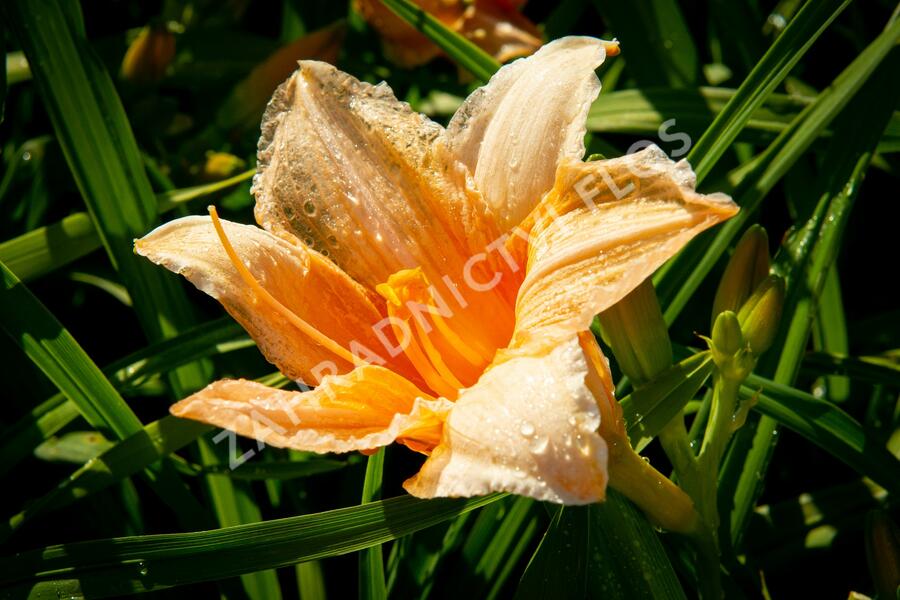 Denivka 'Bali Hai' - Hemerocallis 'Bali Hai'