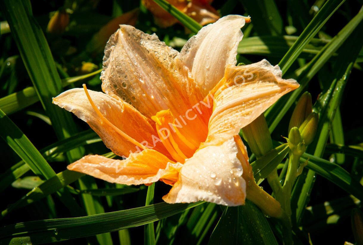 Denivka 'Bali Hai' - Hemerocallis 'Bali Hai'