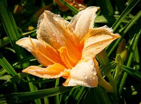 Denivka 'Bali Hai' - Hemerocallis 'Bali Hai'
