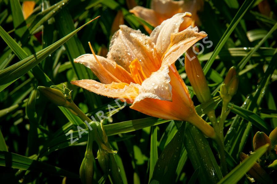 Denivka 'Bali Hai' - Hemerocallis 'Bali Hai'