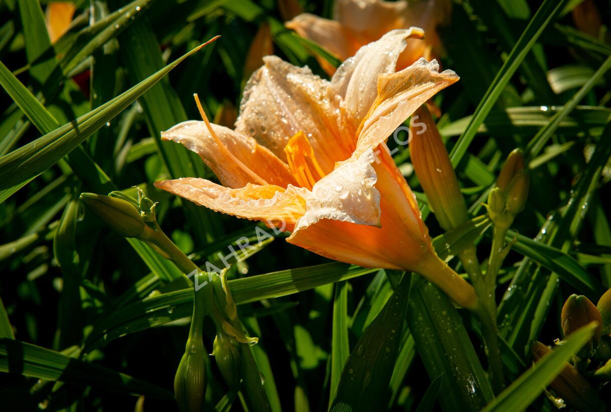 Denivka 'Bali Hai' - Hemerocallis 'Bali Hai'