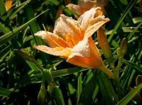 Denivka 'Bali Hai' - Hemerocallis 'Bali Hai'