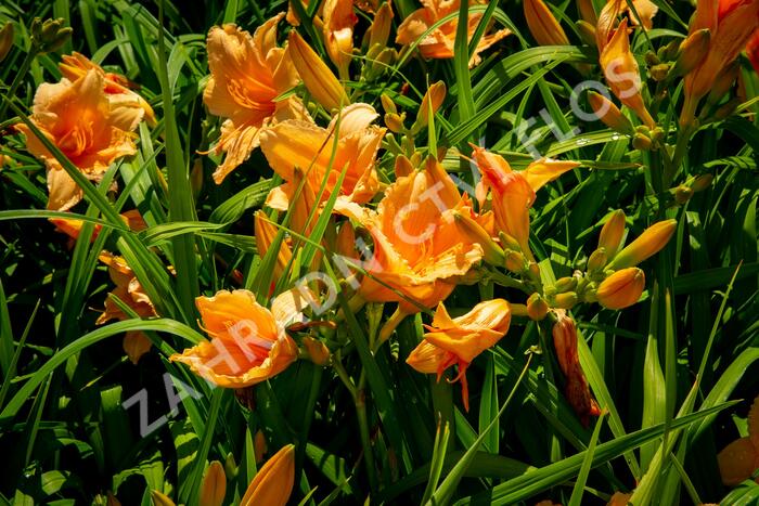 Denivka 'Bali Hai' - Hemerocallis 'Bali Hai'