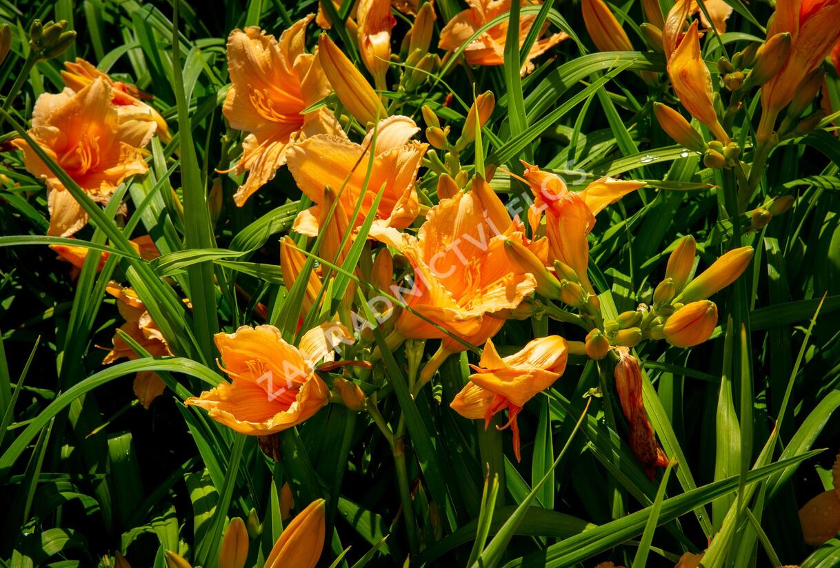 Denivka 'Bali Hai' - Hemerocallis 'Bali Hai'