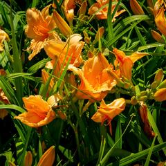 Denivka 'Bali Hai' - Hemerocallis 'Bali Hai'