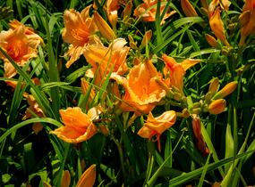 Denivka 'Bali Hai' - Hemerocallis 'Bali Hai'