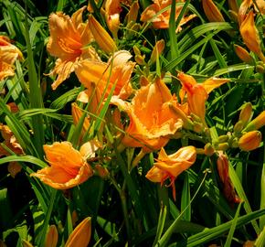 Denivka 'Bali Hai' - Hemerocallis 'Bali Hai'