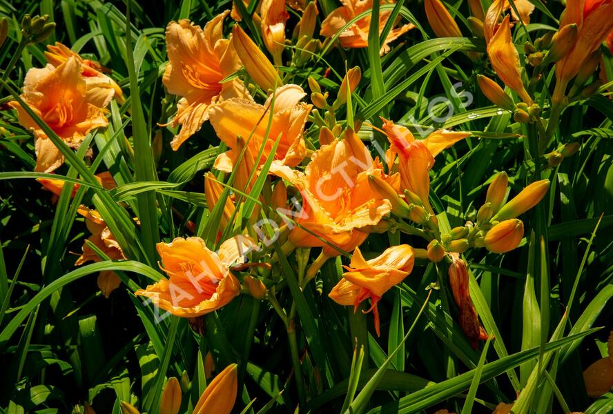 Denivka 'Bali Hai' - Hemerocallis 'Bali Hai'