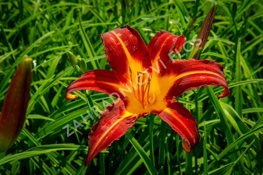 Denivka 'Autumn Red' - Hemerocallis 'Autumn Red'