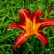 Denivka 'Autumn Red' - Hemerocallis 'Autumn Red'