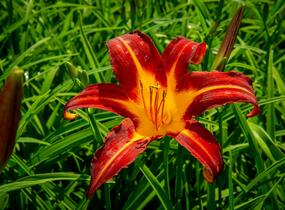Denivka 'Autumn Red' - Hemerocallis 'Autumn Red'