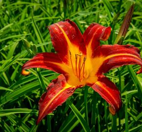 Denivka 'Autumn Red' - Hemerocallis 'Autumn Red'