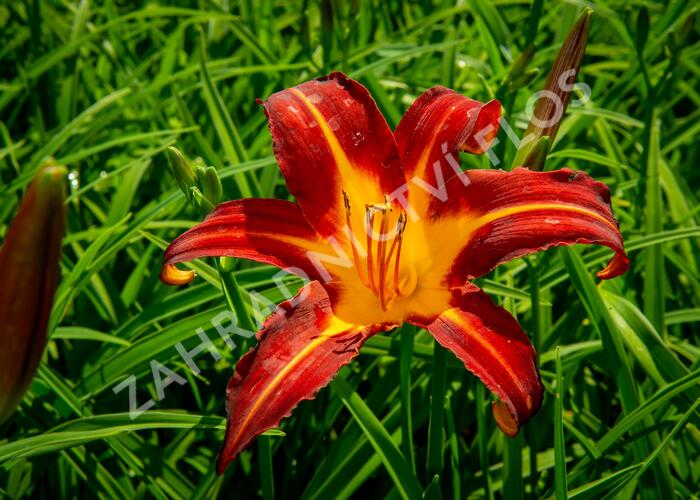 Denivka 'Autumn Red' - Hemerocallis 'Autumn Red'