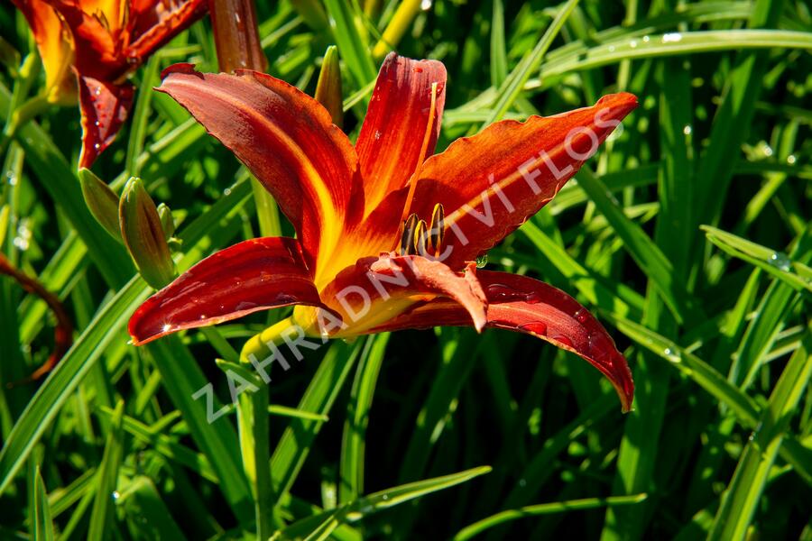 Denivka 'Autumn Red' - Hemerocallis 'Autumn Red'