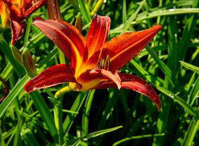 Denivka 'Autumn Red' - Hemerocallis 'Autumn Red'