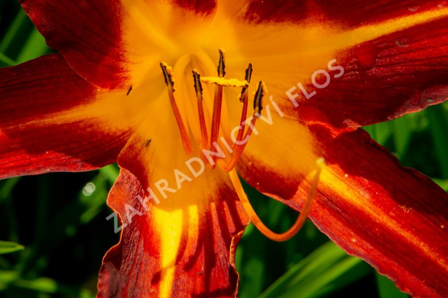 Denivka 'Autumn Red' - Hemerocallis 'Autumn Red'