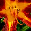 Denivka 'Autumn Red' - Hemerocallis 'Autumn Red'