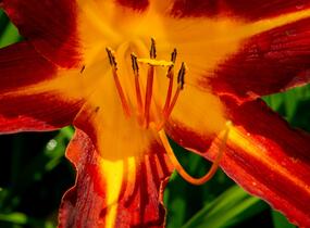 Denivka 'Autumn Red' - Hemerocallis 'Autumn Red'