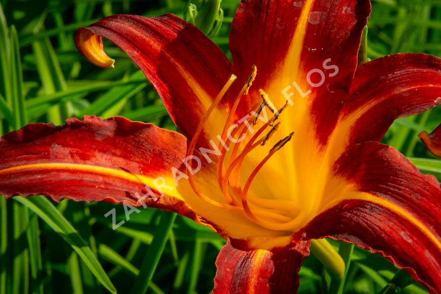 Denivka 'Autumn Red' - Hemerocallis 'Autumn Red'