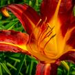 Denivka 'Autumn Red' - Hemerocallis 'Autumn Red'