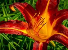 Denivka 'Autumn Red' - Hemerocallis 'Autumn Red'