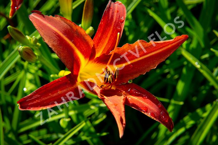 Denivka 'Autumn Red' - Hemerocallis 'Autumn Red'