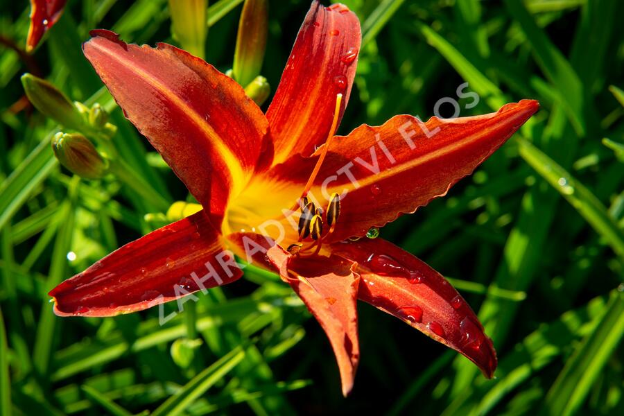 Denivka 'Autumn Red' - Hemerocallis 'Autumn Red'