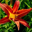 Denivka 'Autumn Red' - Hemerocallis 'Autumn Red'
