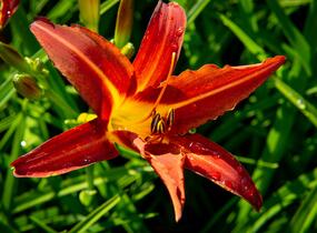 Denivka 'Autumn Red' - Hemerocallis 'Autumn Red'