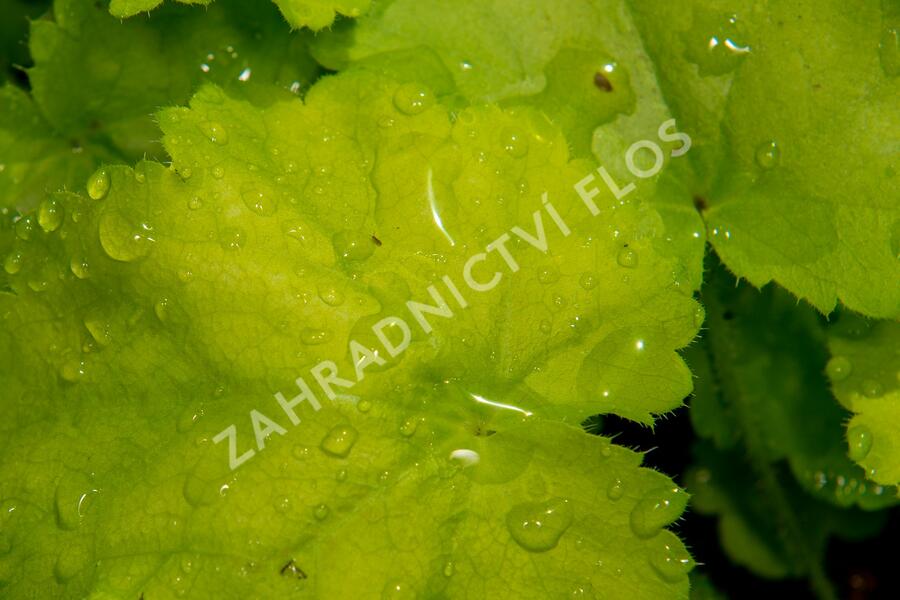 Dlužicha 'Pretty Perinne' - Heuchera hybrida 'Pretty Perinne'