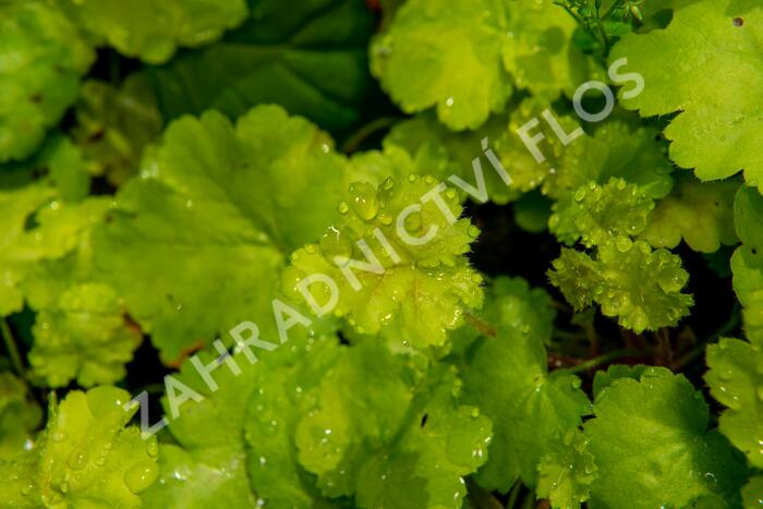 Dlužicha 'Pretty Perinne' - Heuchera hybrida 'Pretty Perinne'