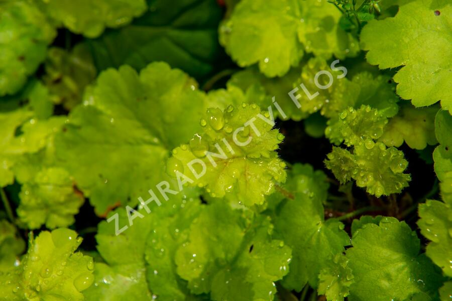 Dlužicha 'Pretty Perinne' - Heuchera hybrida 'Pretty Perinne'