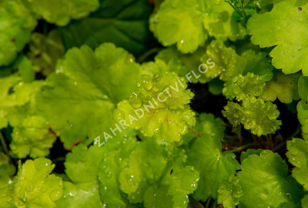 Dlužicha 'Pretty Perinne' - Heuchera hybrida 'Pretty Perinne'