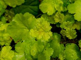 Dlužicha 'Pretty Perinne' - Heuchera hybrida 'Pretty Perinne'