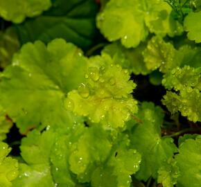 Dlužicha 'Pretty Perinne' - Heuchera hybrida 'Pretty Perinne'